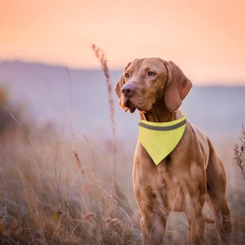 Personalise Bandana Pet Collar Bipols - Custom Eco Friendly Gifts Online